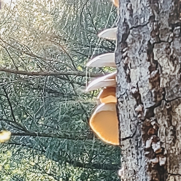 Meet your Posher, Thomas - Picture 15 of 16